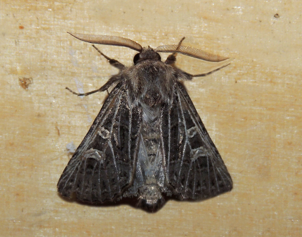 Sideridis reticulata Noctuidae